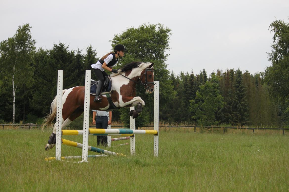 Anden særlig race Vicky Roma B-pony - første springtime på den dejlige pony billede 12