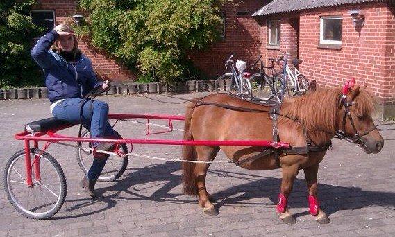 Shetlænder Hedelunds Anja - Anja med hendes elskede røde sulky! Hun er en fartdjævel ;-) Te'r sig som en tosse når hun får sele på, også er det ellers bundgas i trav, hen af banen ;-) 2012 billede 19