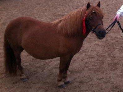 Shetlænder Hedelunds Anja - Anja til kåring 2012! - første gang hun var med i byen i sit 13 år lange liv, og hun gjorde bare som en Anja-hest gør, er helt igennem kanon sej! 1. kl m. 43 point og, jeg, er en super stolt ejer! billede 20