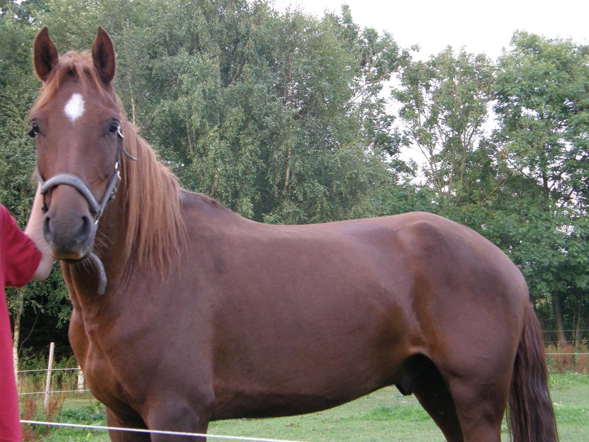 Anden særlig race Pilgrim billede 8