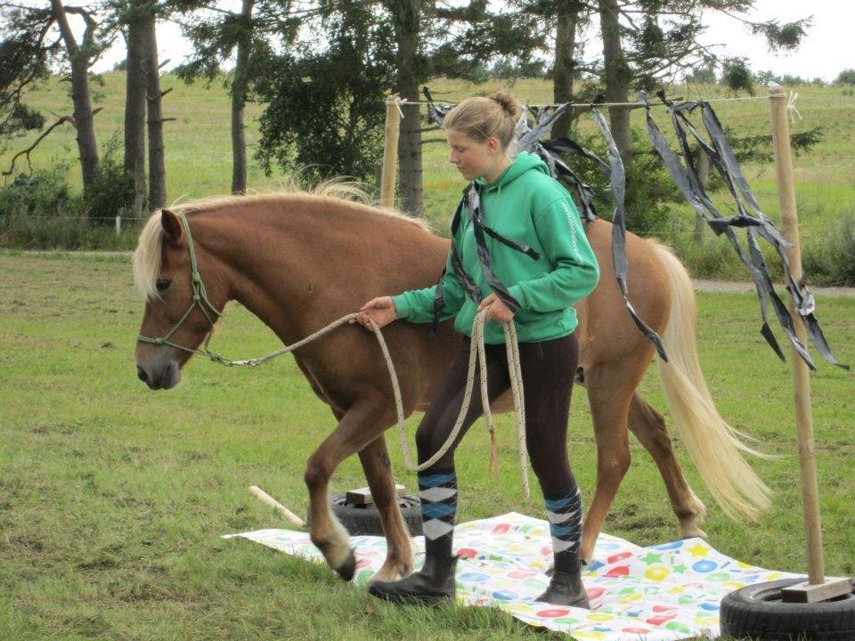 Islænder Syrpa fra Gyllingnæs - Over og under plastik - samtidig! Syrpa blinkede knapt nok. Cool hest! :D - Ridelejr 2012 billede 6