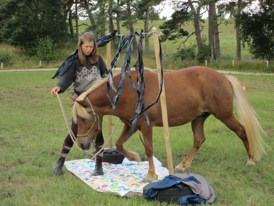 Islænder Syrpa fra Gyllingnæs - 8-taller over og under plastik. ;) Ridelejr 2012 billede 8