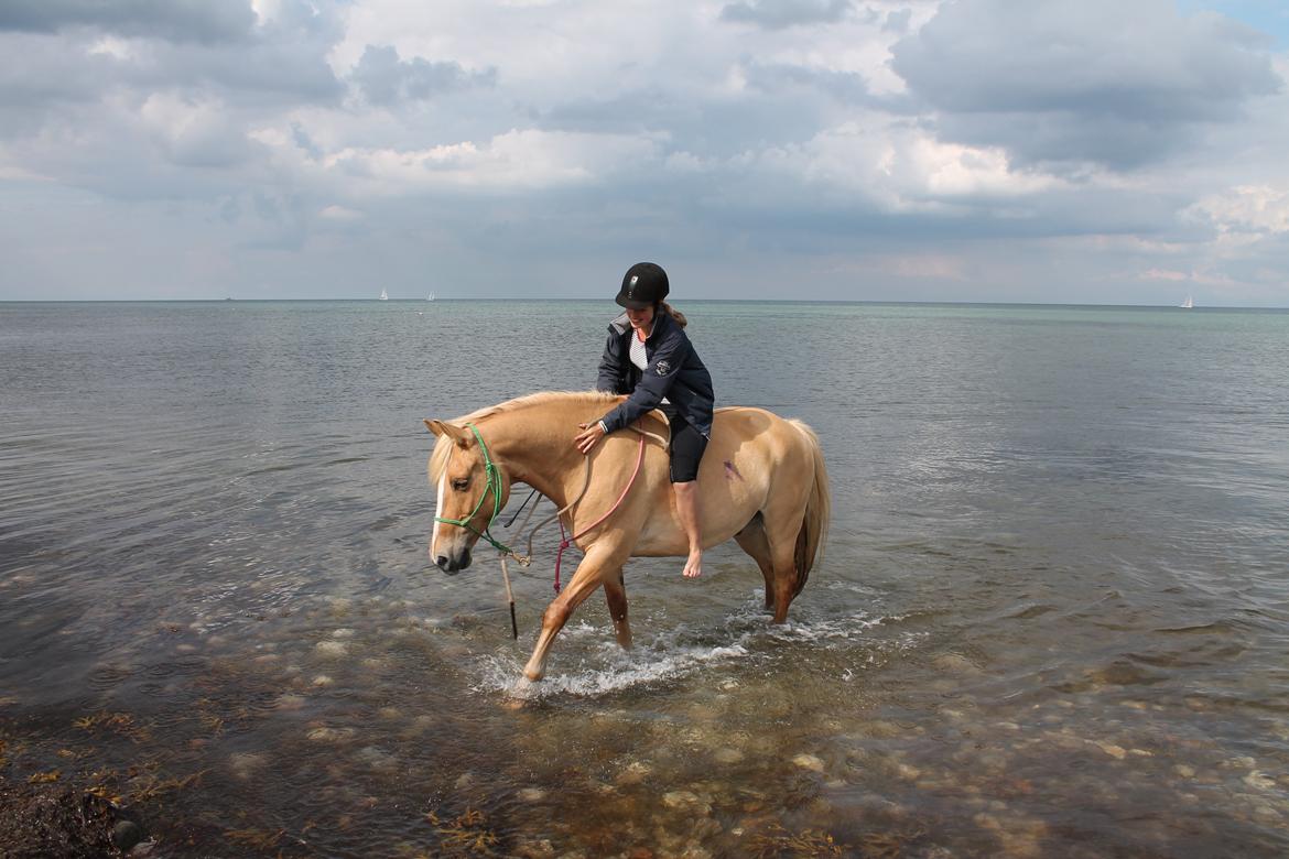 Anden særlig race Pallo - Stranden, da vi var på ridelejr :D billede 8