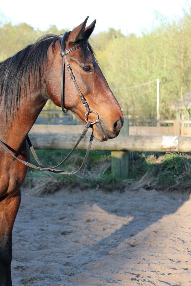 Traver Dennis billede 3