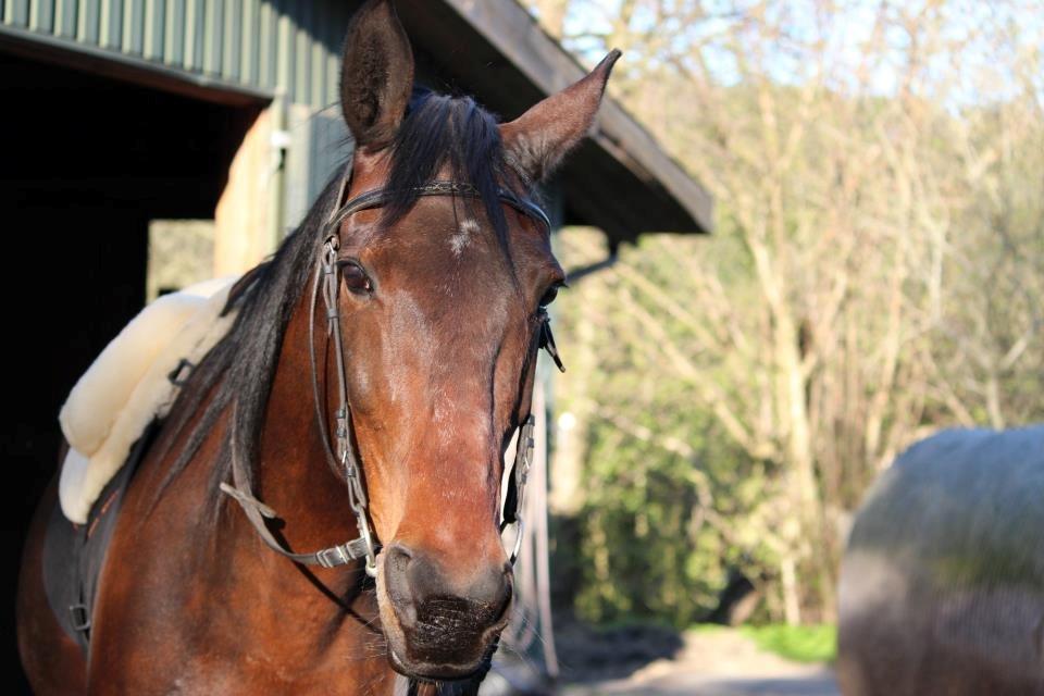 Traver Dennis billede 4