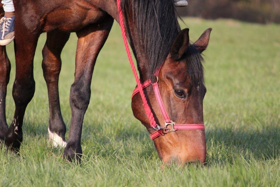 Traver Dennis billede 6