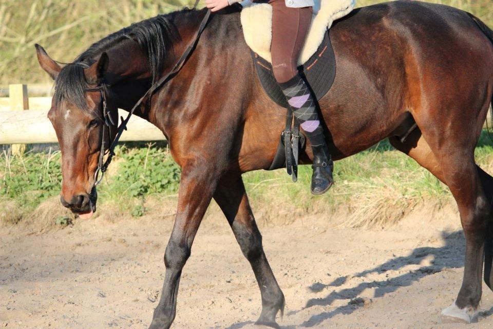 Traver Dennis billede 12