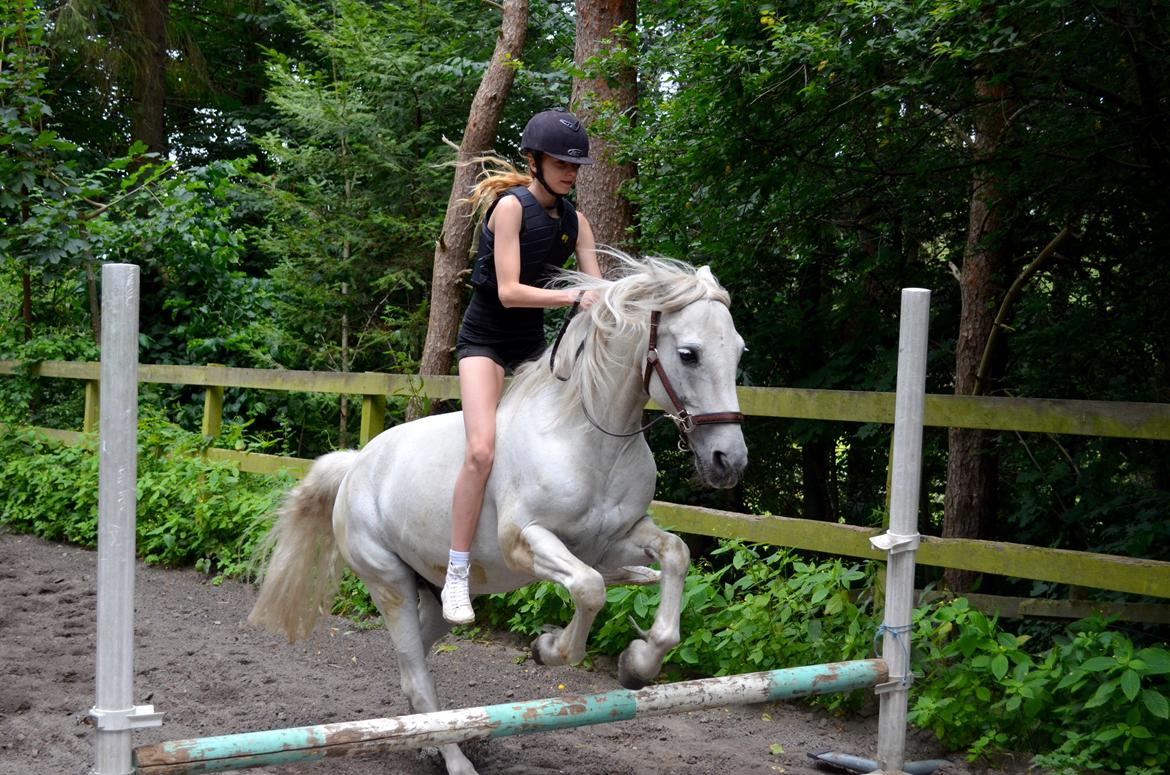 Connemara Flash Point Hedelund ~Polle~ RIP - Nr. 11 
spring kun i grime! :D (undskyld mit seriøste ansigt -.- ) elsker dig polle!<3 billede 11