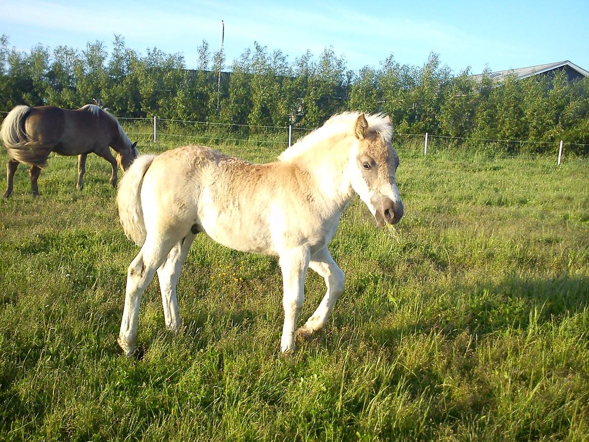 Haflinger Henrietta - Hennas føl Amaretto 3 mdr. gammel :-) billede 20