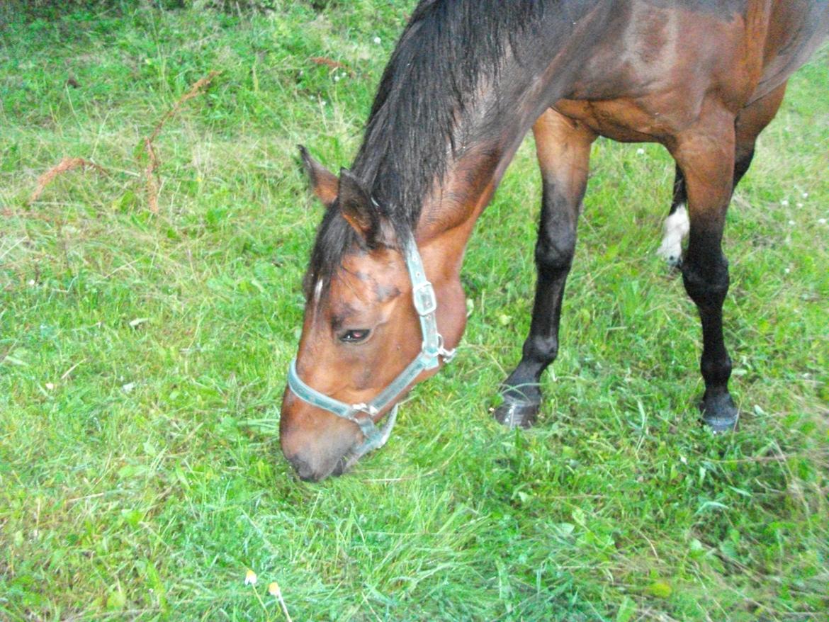 Dansk Varmblod | Kashmir <3. - When I am lost, I look at you, and then everything is clear to me ♥. | Foto: Mig. billede 2