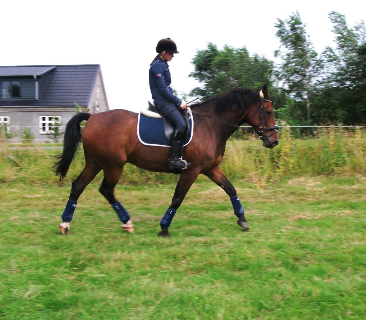 Dansk Varmblod | Kashmir <3. - If you can dream it, - you can do it. | Foto: Mor.  billede 3