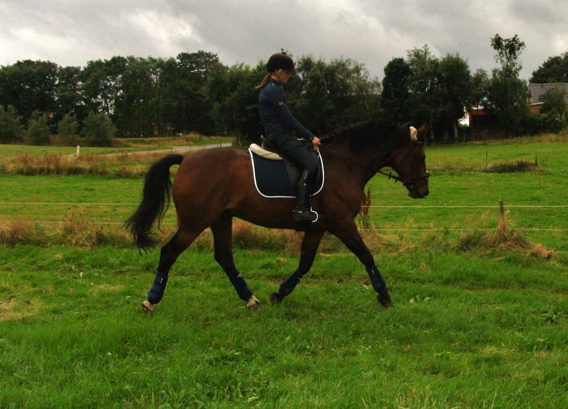 Dansk Varmblod | Kashmir <3. - Hvis du vil have succes, må du arbejde rigtig hårdt, aldrig give op og være besat af en storslået idé. | Foto: Mor. billede 4