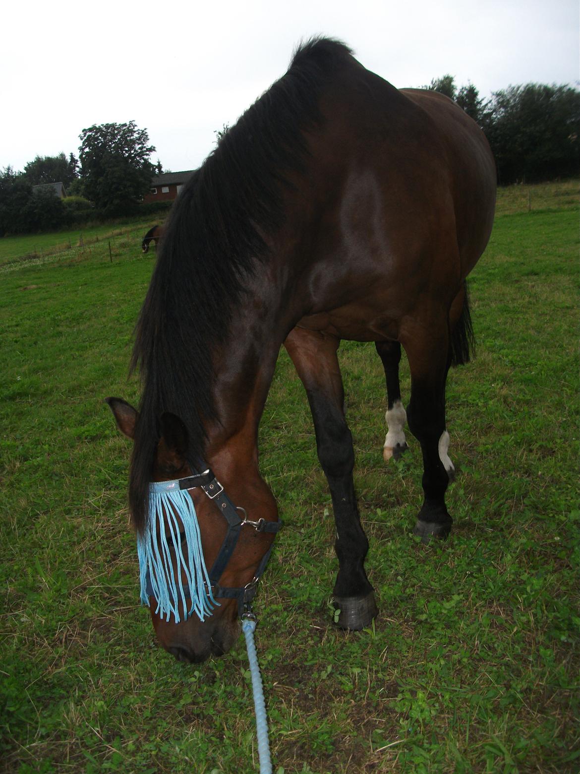 Dansk Varmblod | Kashmir <3. - Tillid er nemmere at miste end at opnå. | Foto: Mig. billede 5