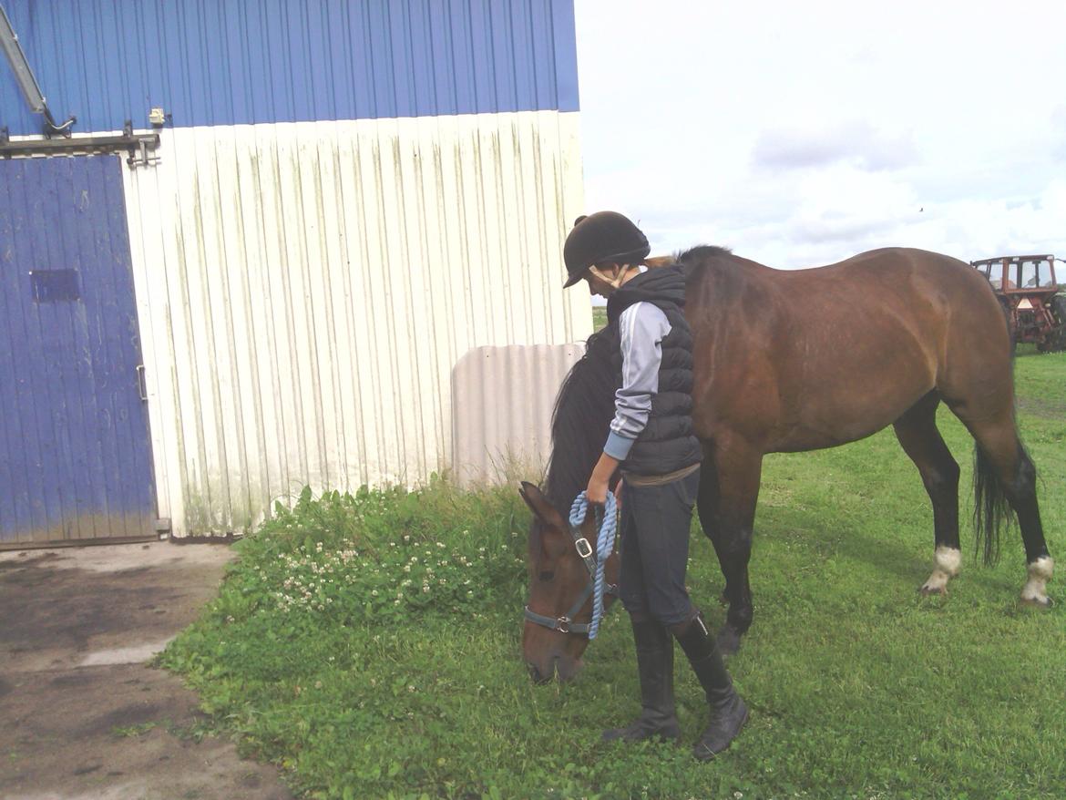 Dansk Varmblod | Kashmir <3. - Det som ikke gør ondt at miste, er ikke værd af kæmpe for ♥. | Foto: Ida. billede 6