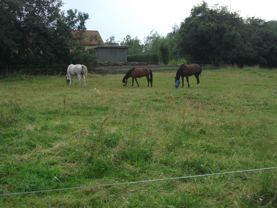 Dansk Varmblod | Kashmir <3. - The hardest part of moving forward is not looking back. De fantastiske 3 ♥. | Foto: Mig. billede 7