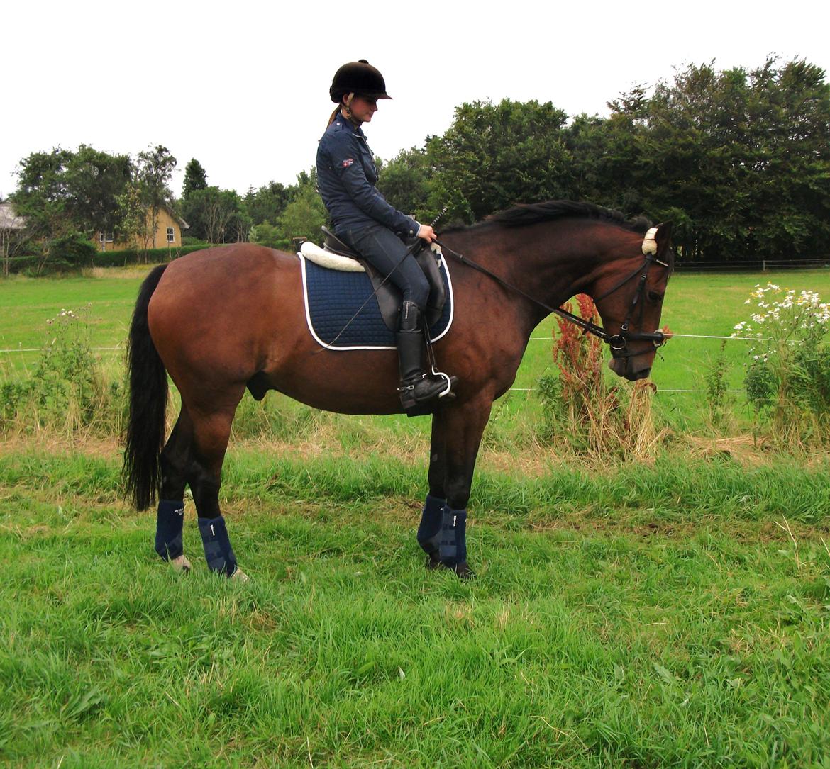 Dansk Varmblod | Kashmir <3. - Kærlighed er som en firkløver. Svær at finde, heldig at have. | Foto: Mor. billede 1