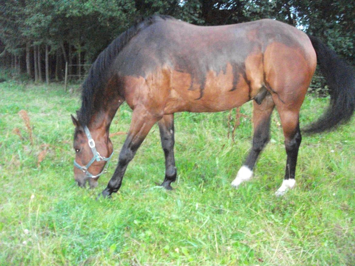 Dansk Varmblod | Kashmir <3. - Dine mål er nytteløse, hvis du ikke har viljen til at nå dem. | Foto: Mig. billede 8