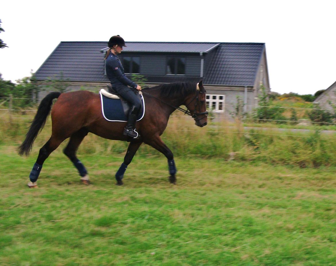 Dansk Varmblod | Kashmir <3. - Det handler ikke om at turde. Det handler om at have lyst! | Foto: Mor. billede 9