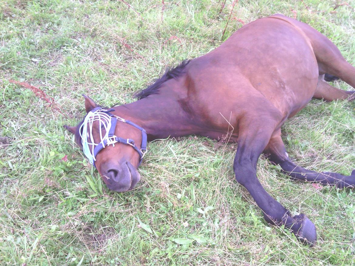 Dansk Varmblod | Kashmir <3. - The time to relax is when you don't have time for it! Skatten nyder solskinsvejret  ♥. | Foto: Mig. billede 10