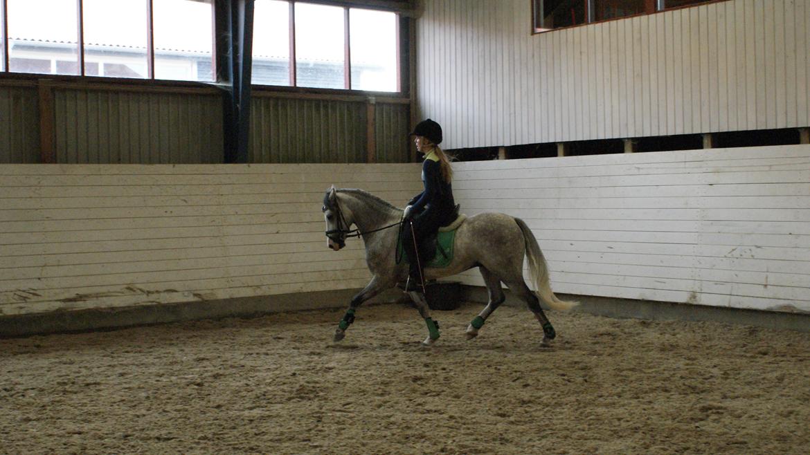 Welsh Pony (sec B) Bjerregårds Belissimo - Pony med hans nye superrytter Emily billede 2