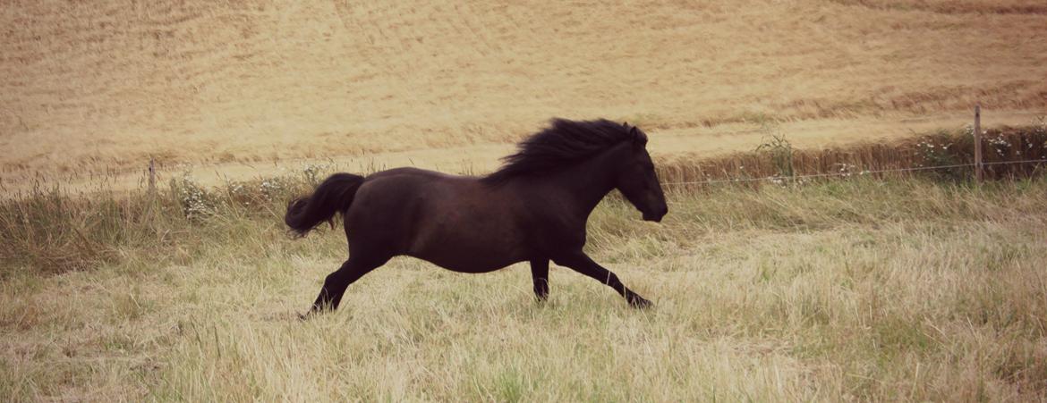 Islænder Náttgjólá billede 14