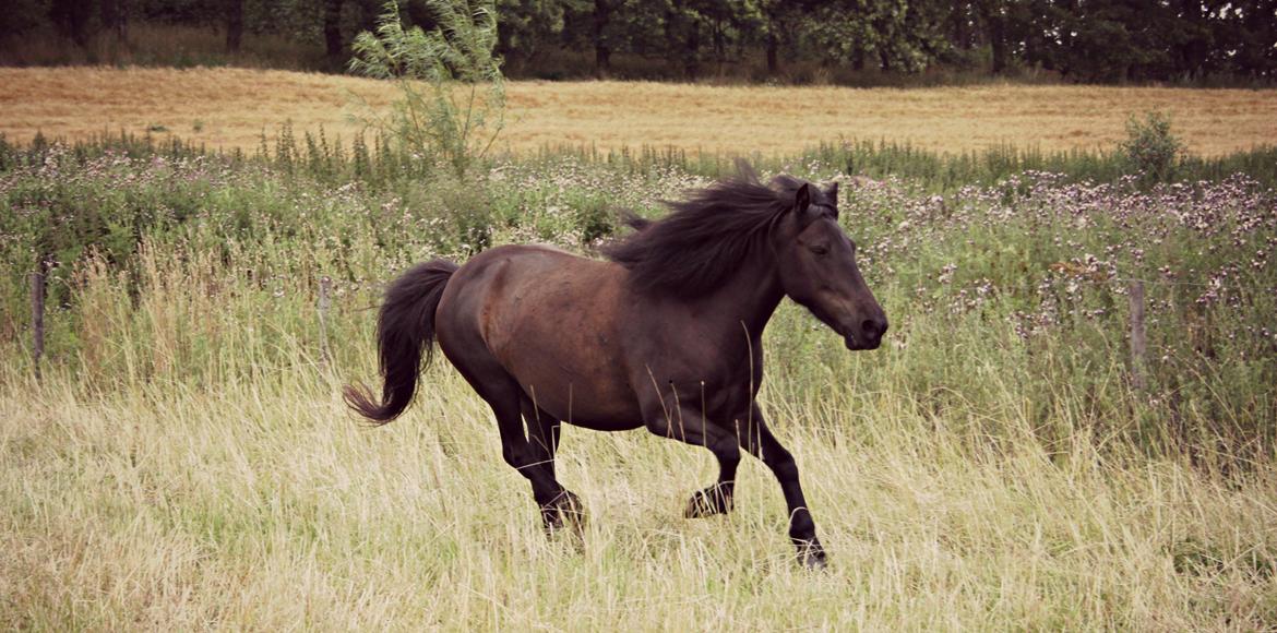 Islænder Náttgjólá billede 1