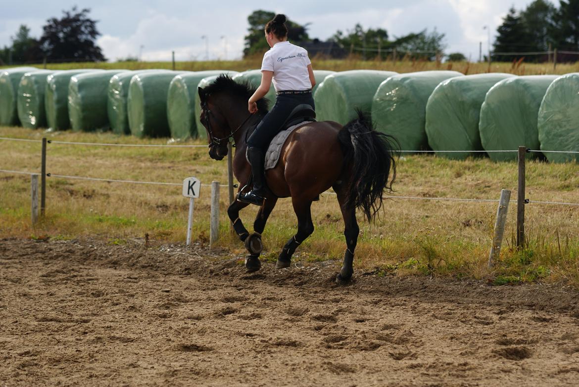 Connemara Maskelkolts Mc Gyver. *SOLGT TIDLIGERE PONY* billede 28