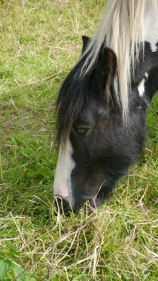 Irish Cob Plet (Hotspot<3) - Plet der spiser græs hehe :)<3

Taget af: Camilla<3 billede 7