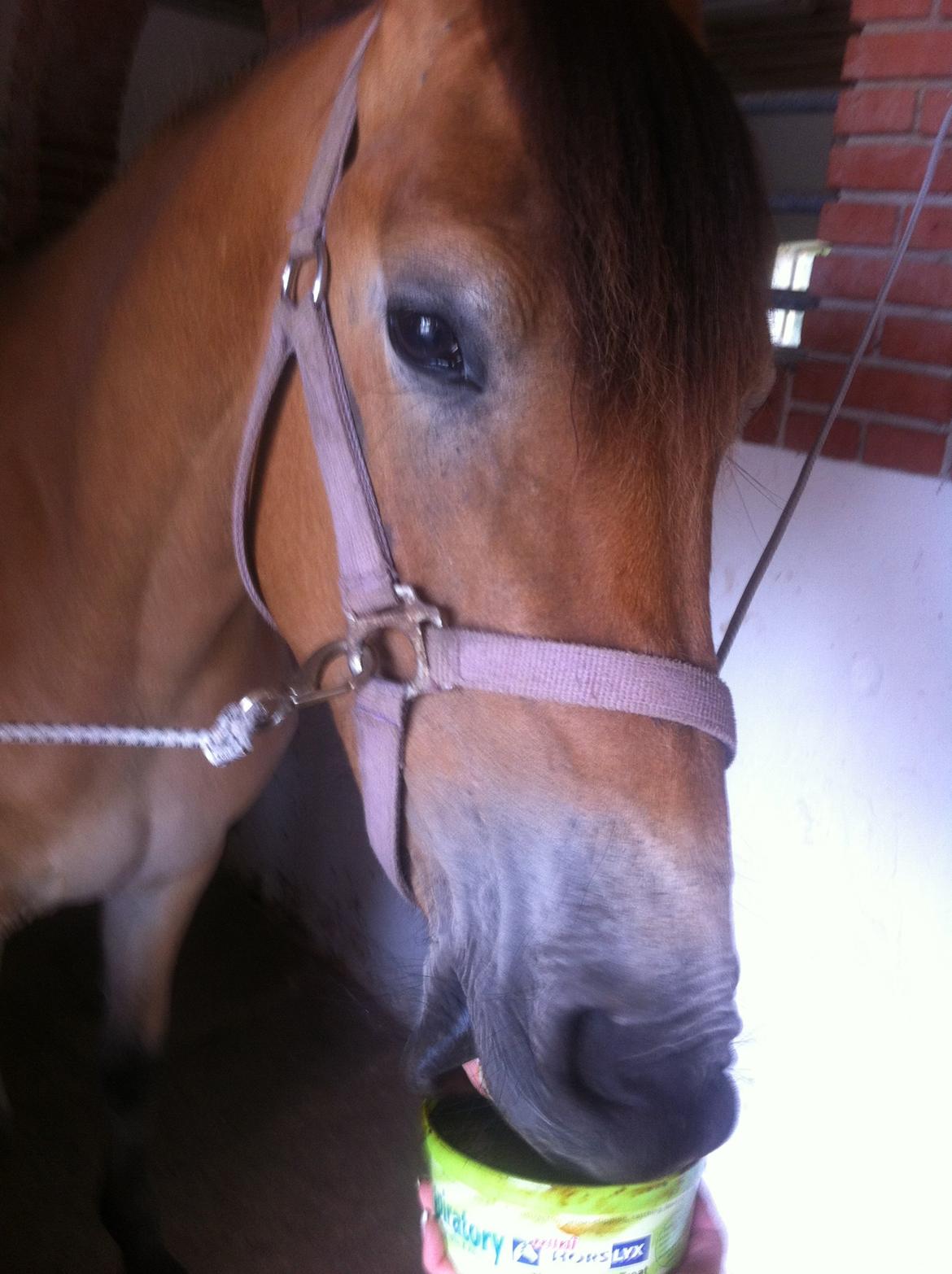 Pinto Araber Java billede 15