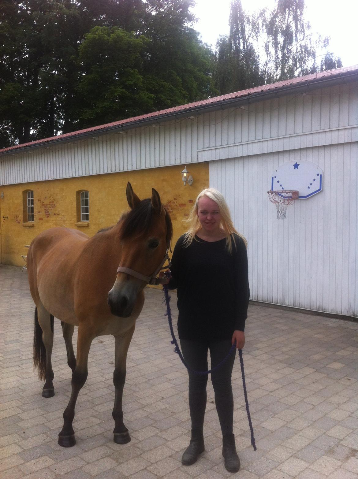 Pinto Araber Java billede 2