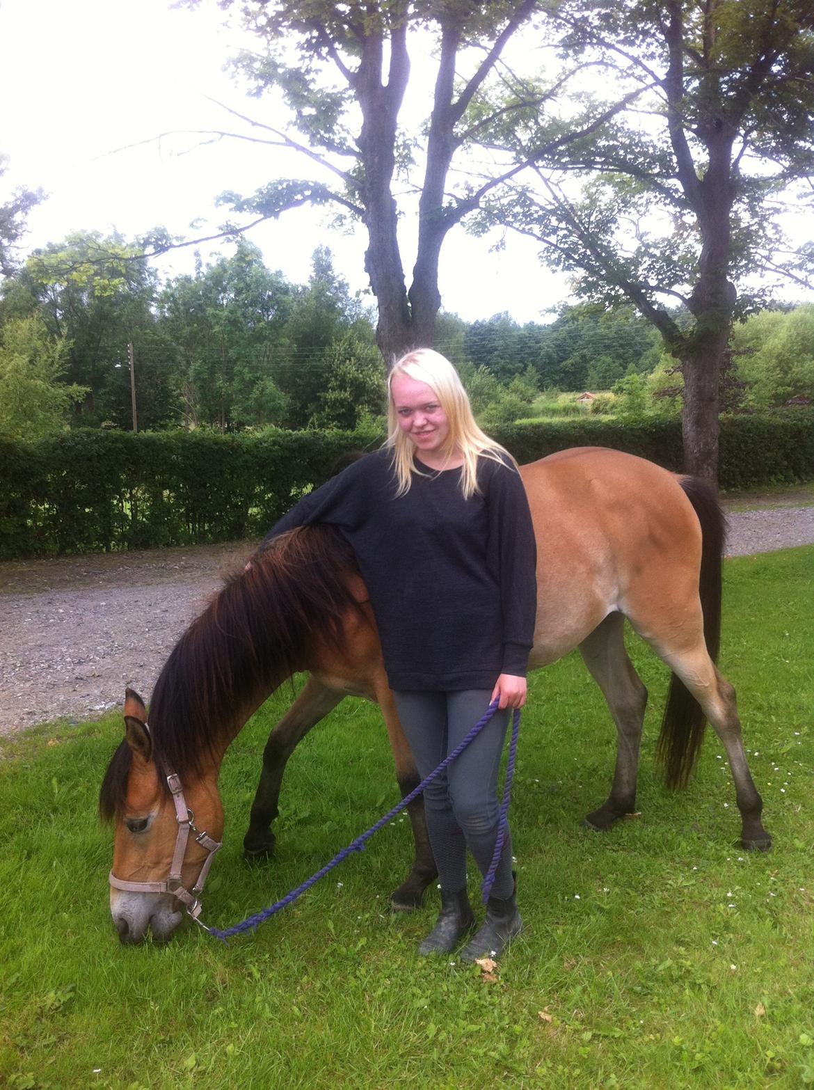 Pinto Araber Java billede 4