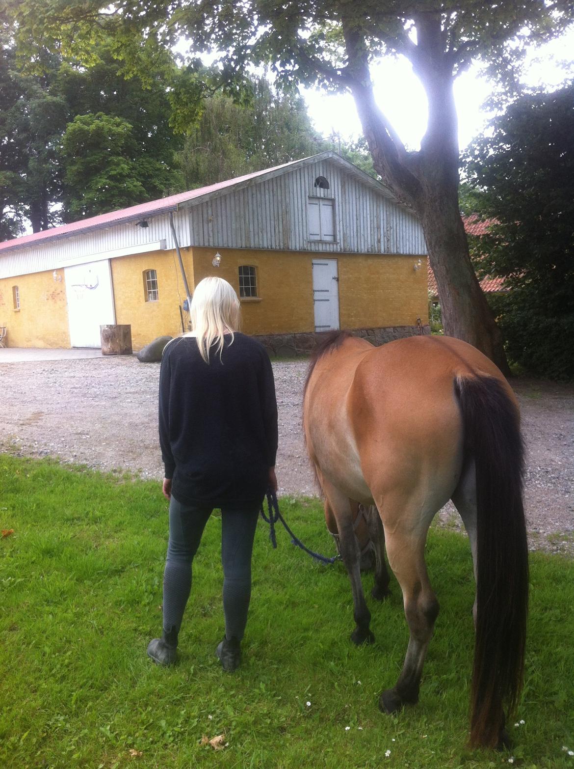 Pinto Araber Java billede 12