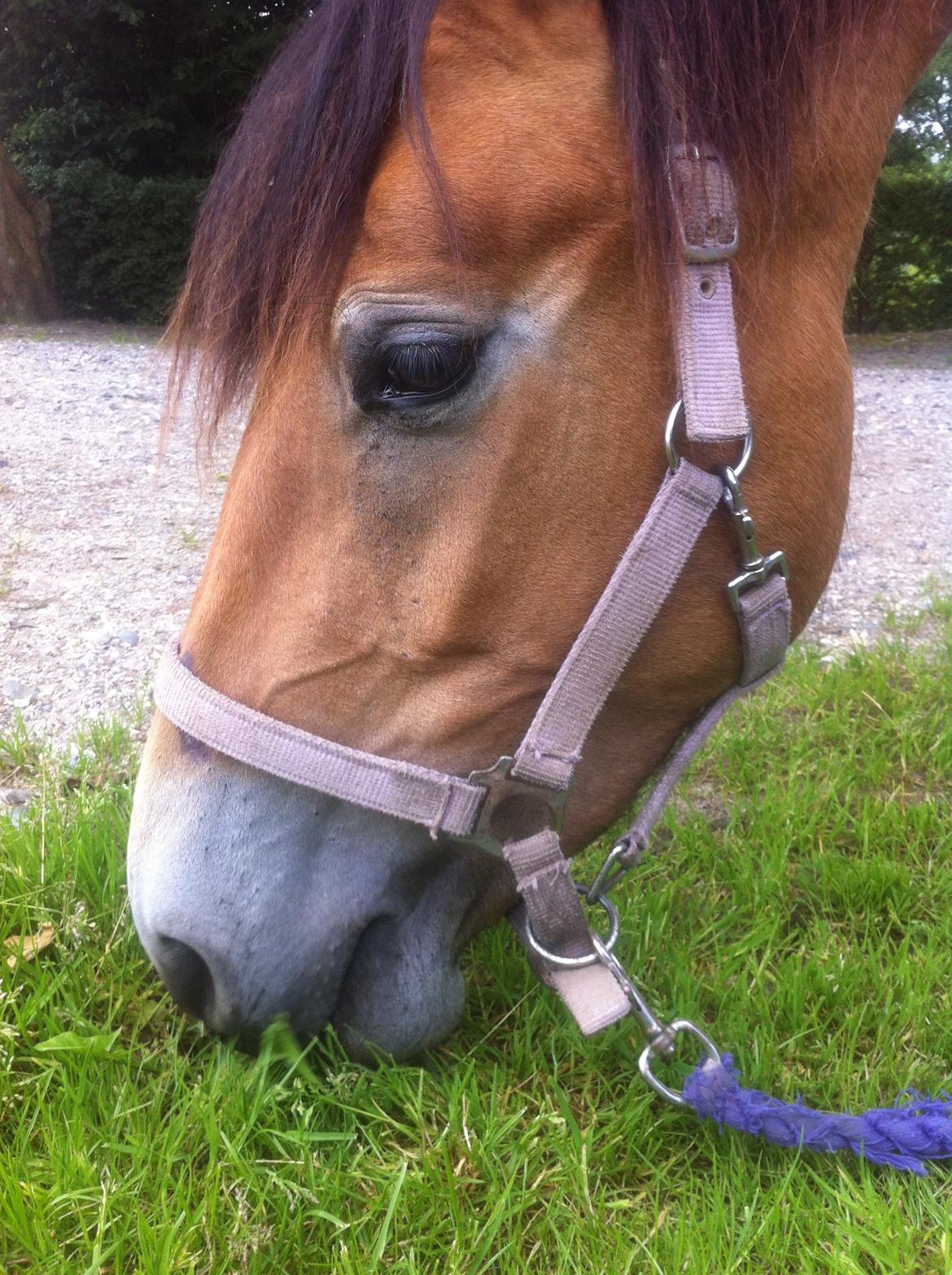 Pinto Araber Java billede 6