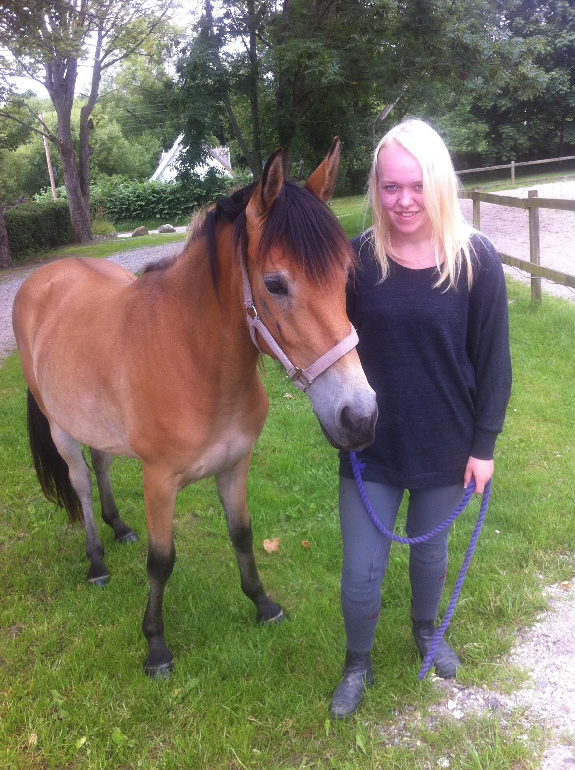 Pinto Araber Java billede 8