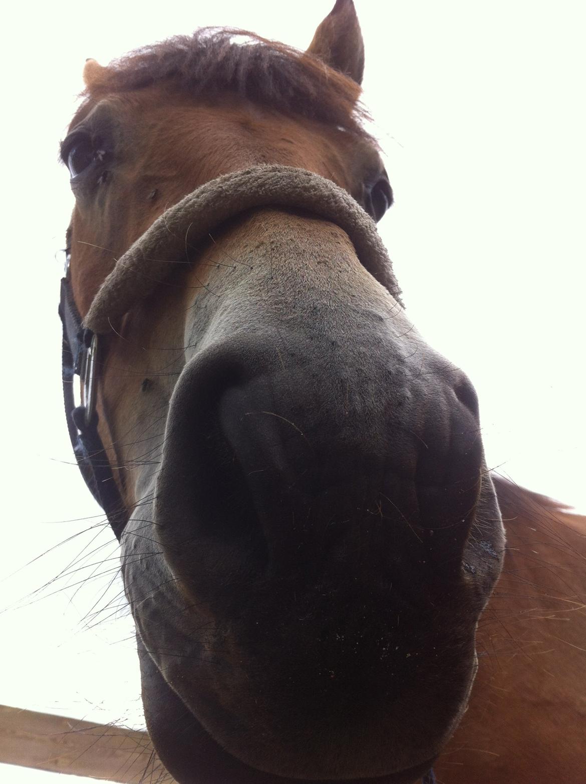 Pinto Araber Java billede 16