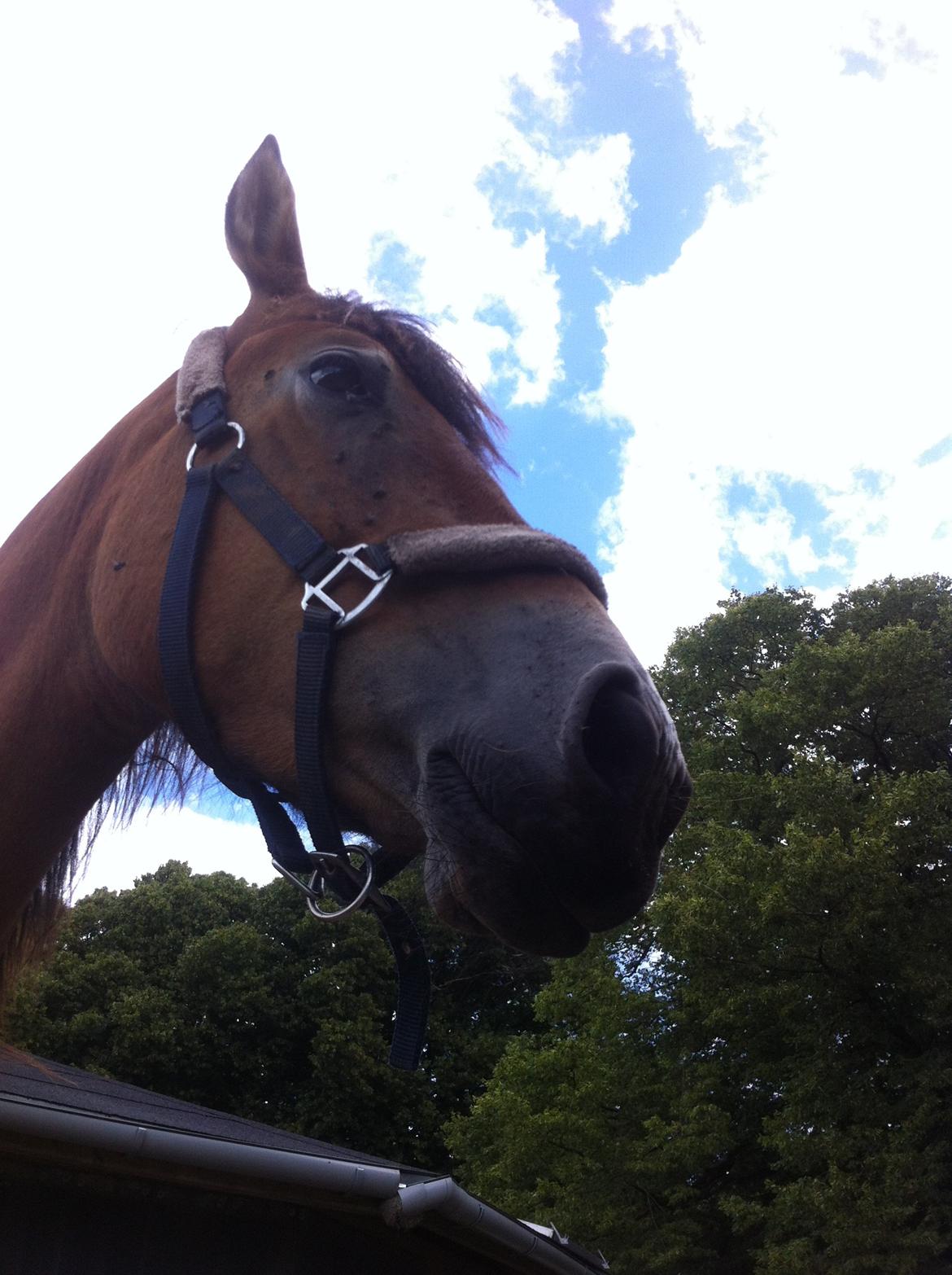 Pinto Araber Java billede 10