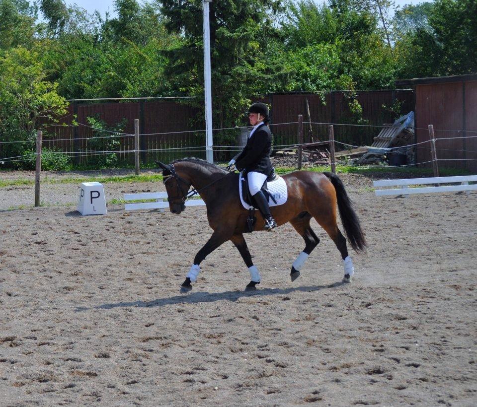 Dansk Varmblod Stald Mejses Cordell - Taget af Line Børner :-) billede 14