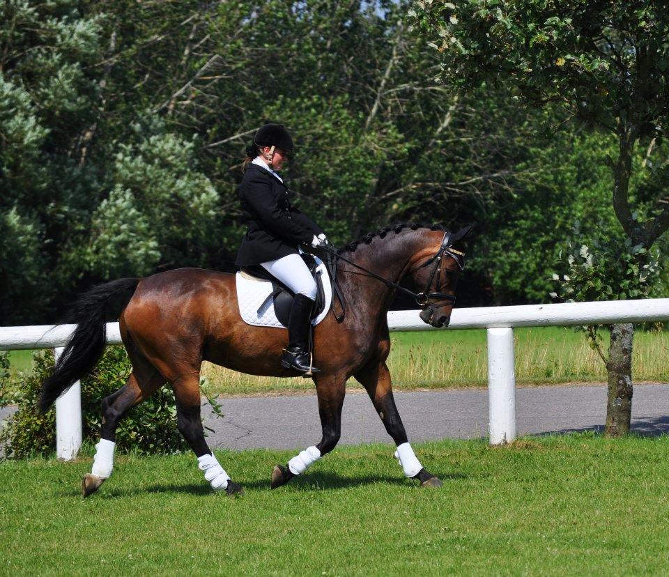 Dansk Varmblod Stald Mejses Cordell - Taget af Line Børner :-) billede 15