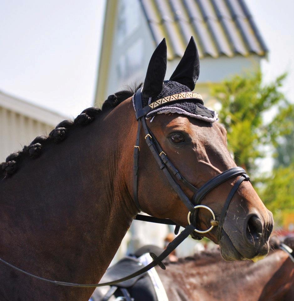 Dansk Varmblod Stald Mejses Cordell - Taget af Line Børner :-) billede 16