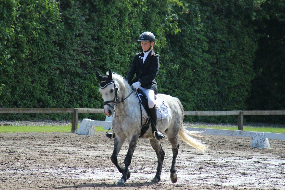 Hollandsk Sportspony Bandit SOLGT:( billede 15