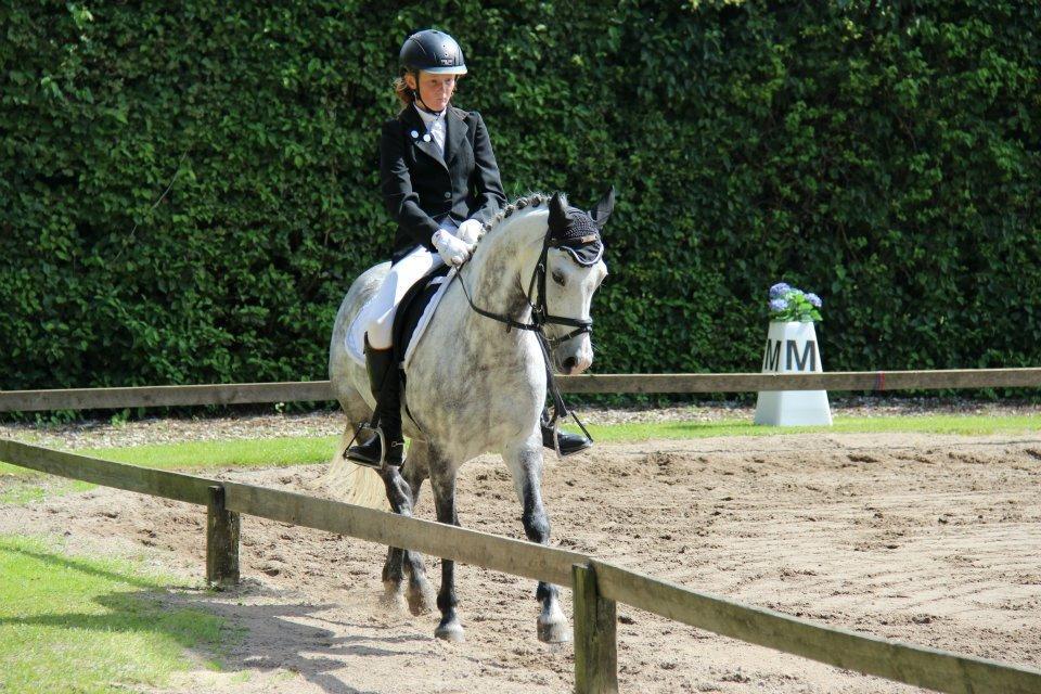Hollandsk Sportspony Bandit SOLGT:( billede 16
