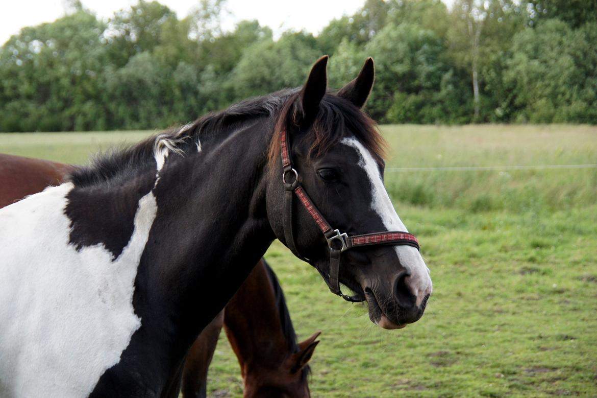 Pinto Lyngholms Maddie<3 B-pony - Maddie nyder livet på sommergræs, hjemme ved os:) billede 17