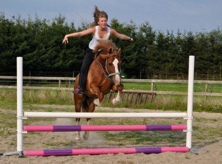 Welsh Cob (sec D) Dorthealyst Moonraker (L) - b-pony - et venskab, hvor vi stoler blindt på hinanden. minskat <3 foto: sabine billede 11