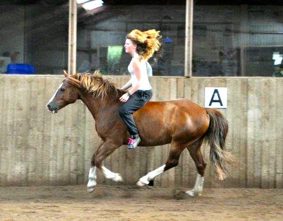 Welsh Cob (sec D) Dorthealyst Moonraker (L) - b-pony - jeg elsker dig! foto: sabine billede 18