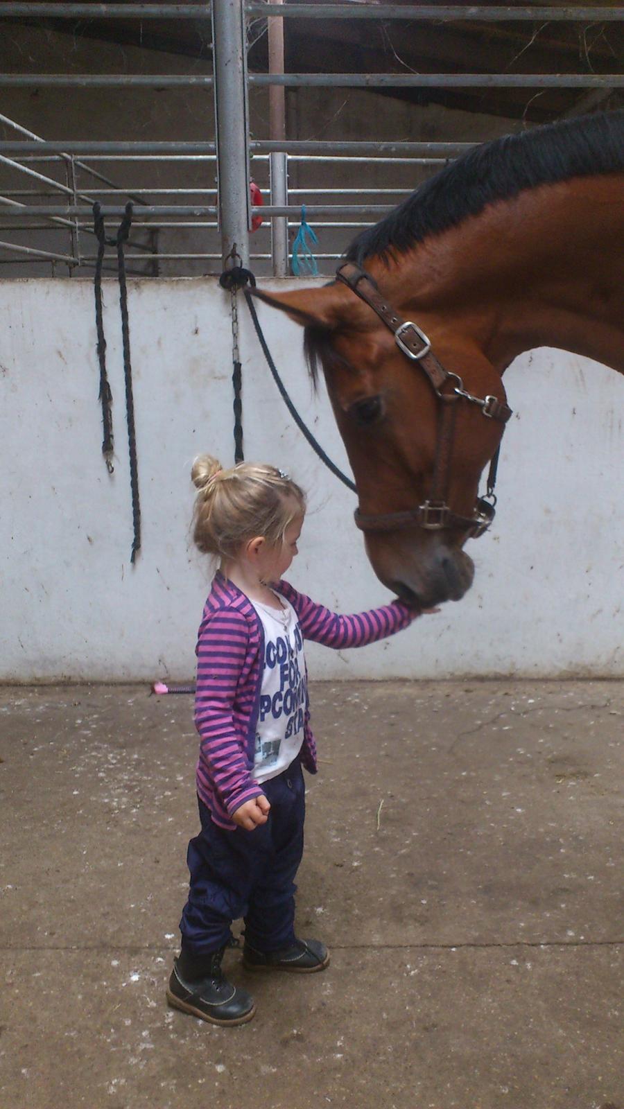 Dansk Varmblod Carat V SOLGT - venindes datter, cecilie på 3år giver godbid og hjalp med at skrigle hvo hun kunne nå :) billede 12