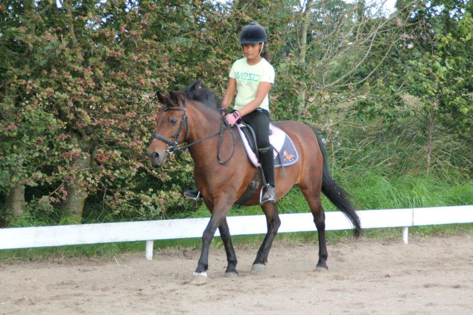 DSP Smedestedet's Kiwi.<3 Elsker dig stadig!<3 - Ridelejr igen igen<3 billede 16