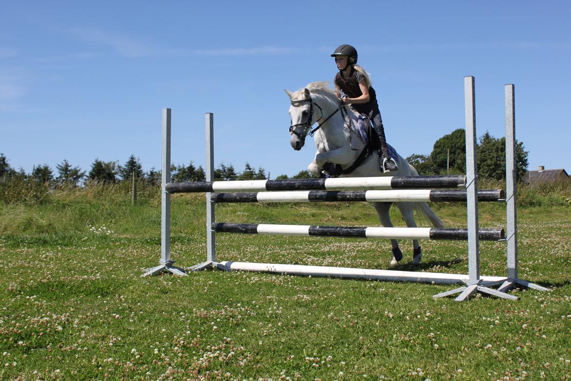 Welsh Pony (sec B) Shadow billede 11