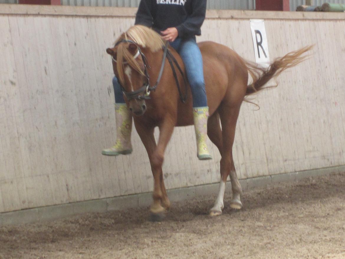 Welsh Partbred (Sec F) Sweet About Me *soulmate* - Jeg smiler fordi jeg er sammen med dig!<3  billede 17