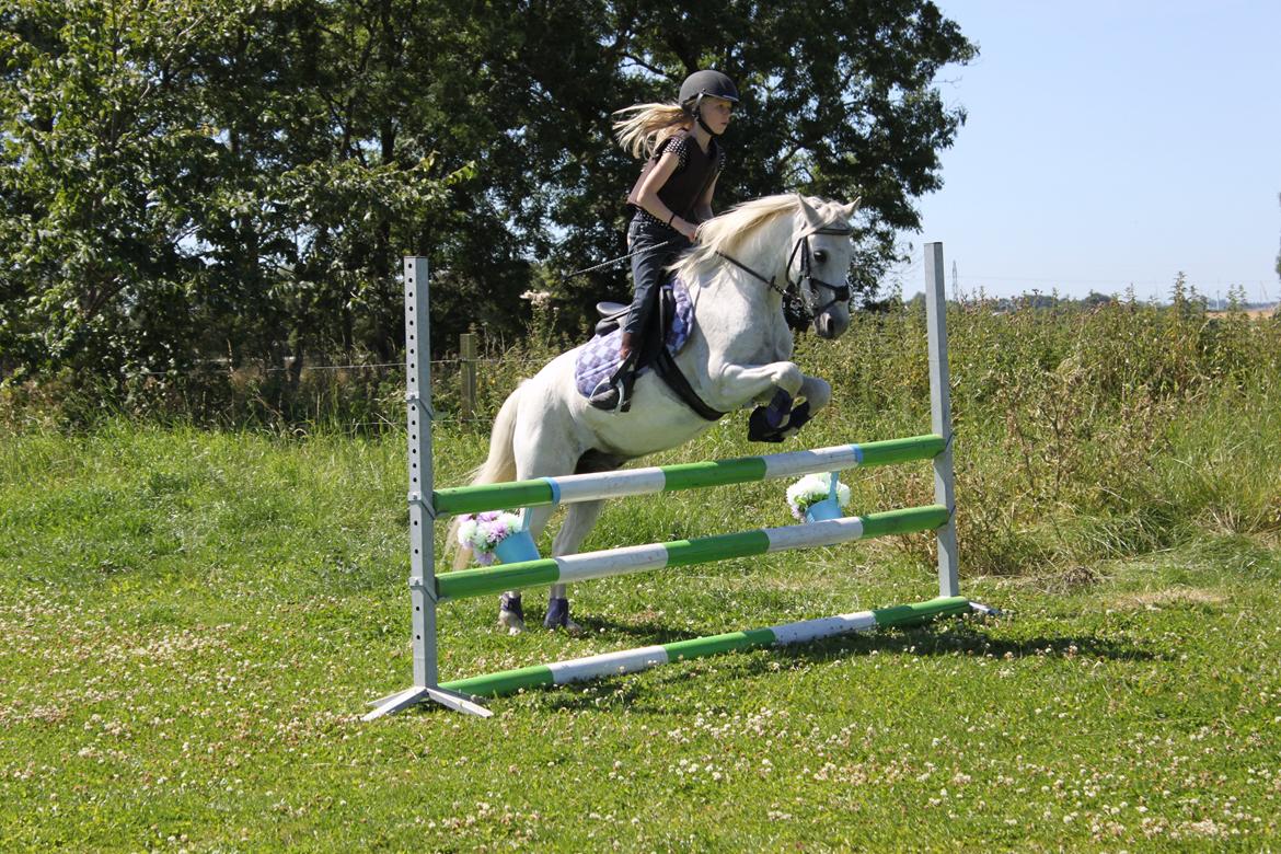 Welsh Pony (sec B) Shadow billede 13