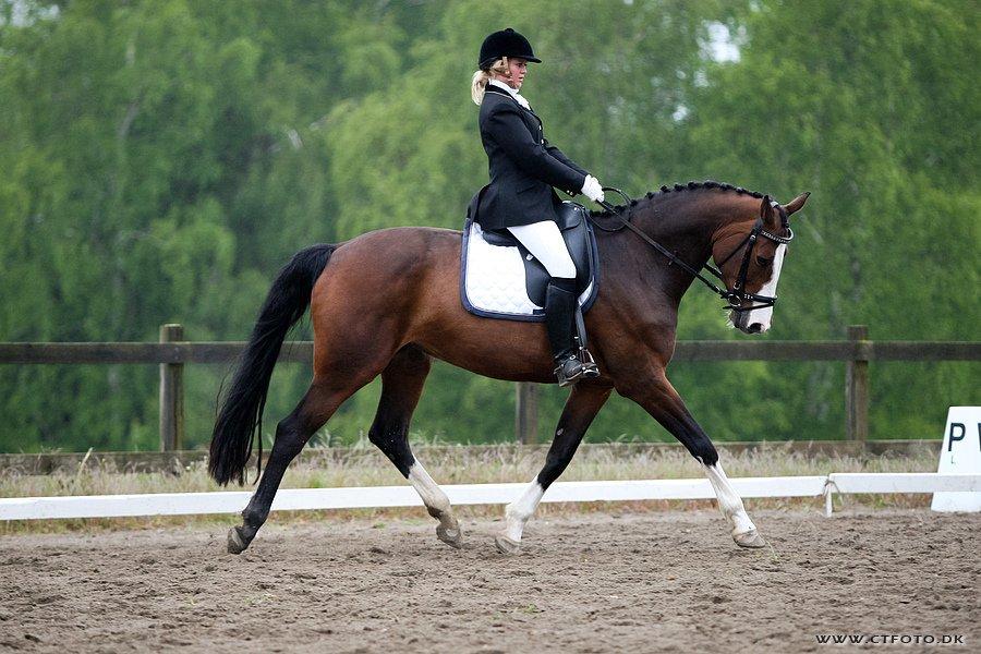 Dansk Varmblod Havana - SYK 2009
LB2 billede 1